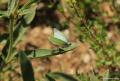 Pieris ergane (Dağbeyazmeleği)